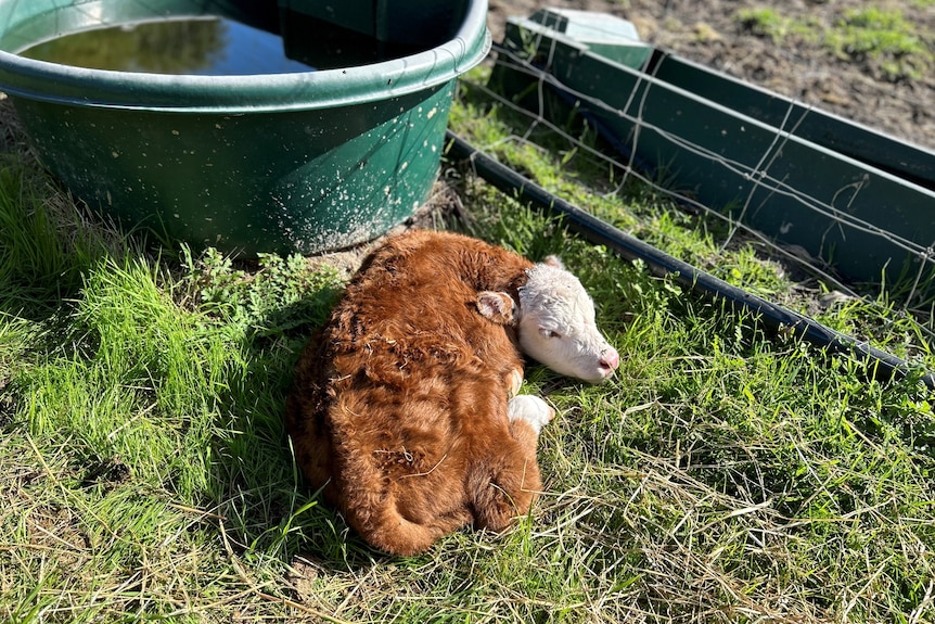 A small brown calf lying in the green grass.