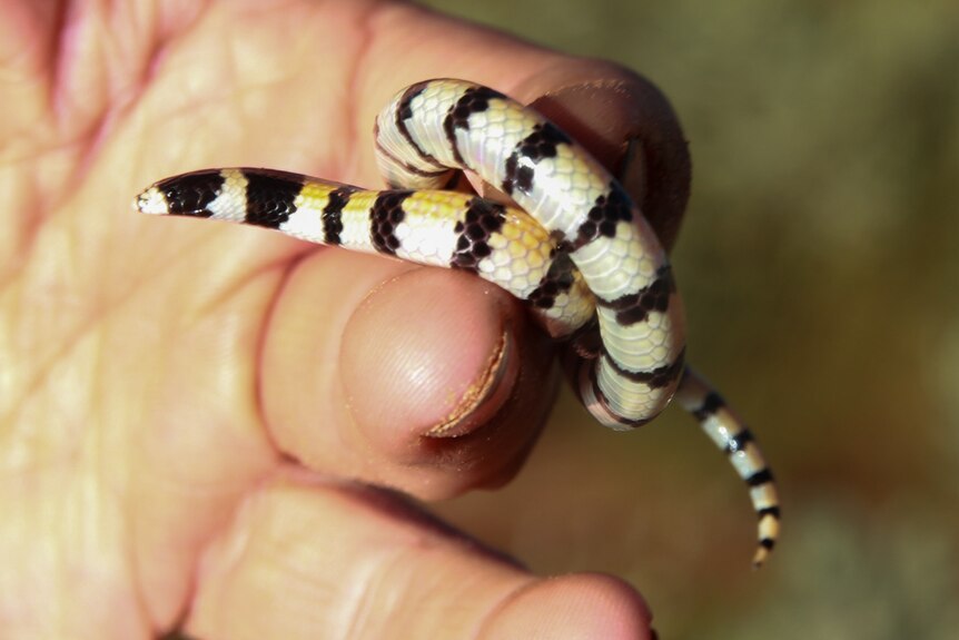 A striped snake in a person's hand.