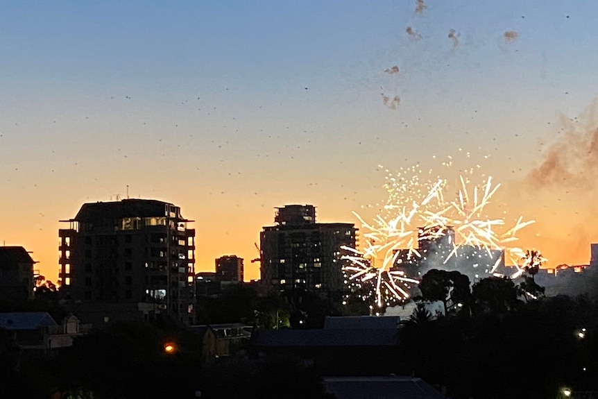 Bats and fireworks over a silhouetted city