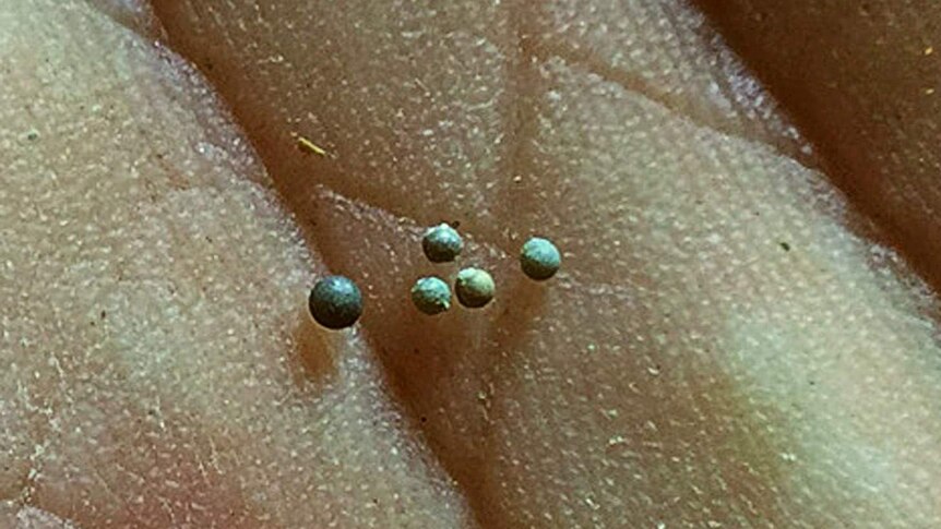An extreme close-up shows one-millimetre wide green glass beads against the palm of someone's hand.