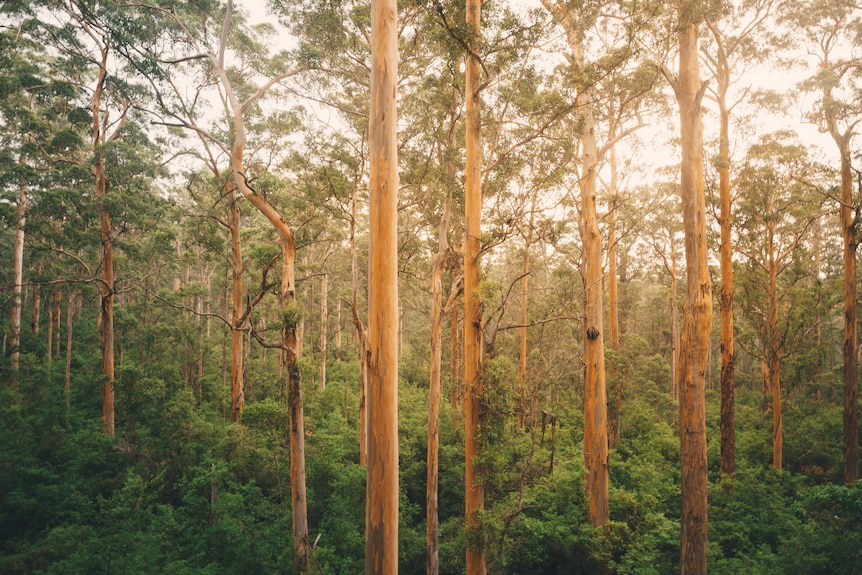 A forest of large karri trees in Western Australia