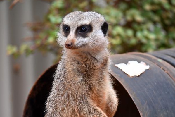 A meerkat looks around curiously.
