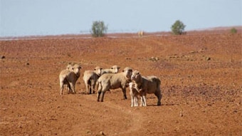 Sheep stand on the parched ground at Plevna Downs Station, near Eromanga in south-west Qld, early October 2009. (Stuart MacKe...