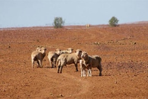 Sheep stand on the parched ground at Plevna Downs Station, near Eromanga in south-west Qld, early October 2009. (Stuart MacKe...