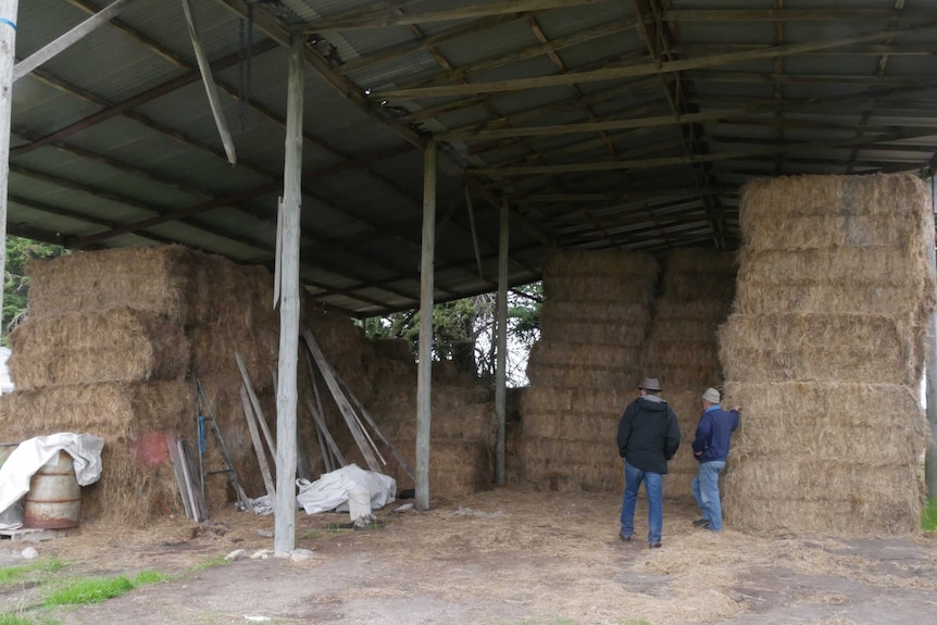 Two men inspecting piles of hay, piled up double their height.