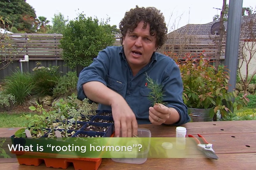 Josh asks 'what is rooting hormone?' while planting