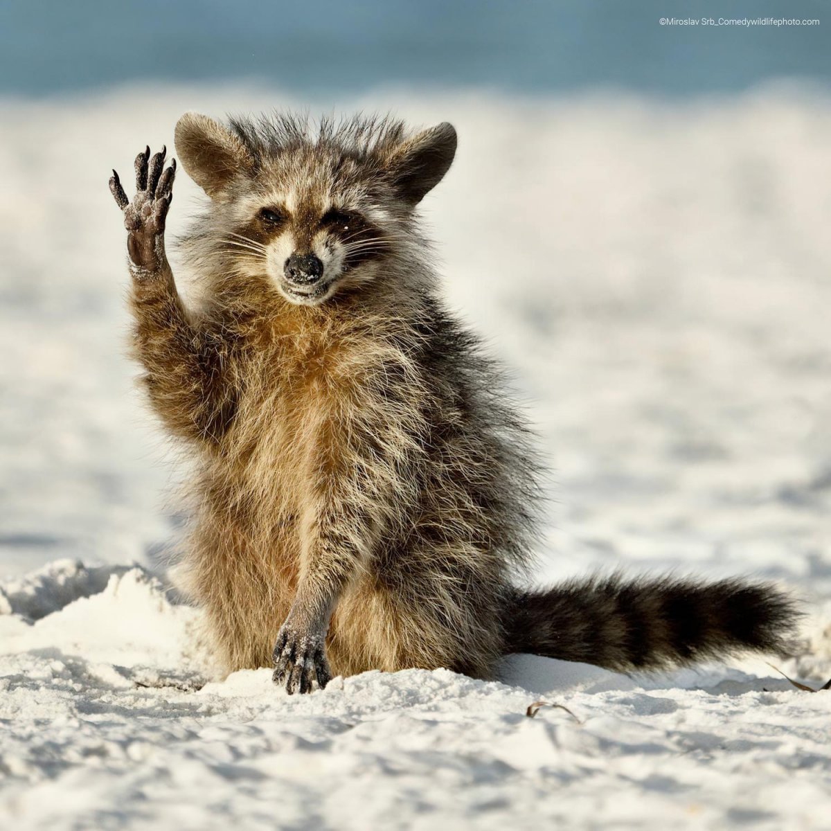 A raccoon stands on sand with one paw stretched upwards, waving to the camera. 