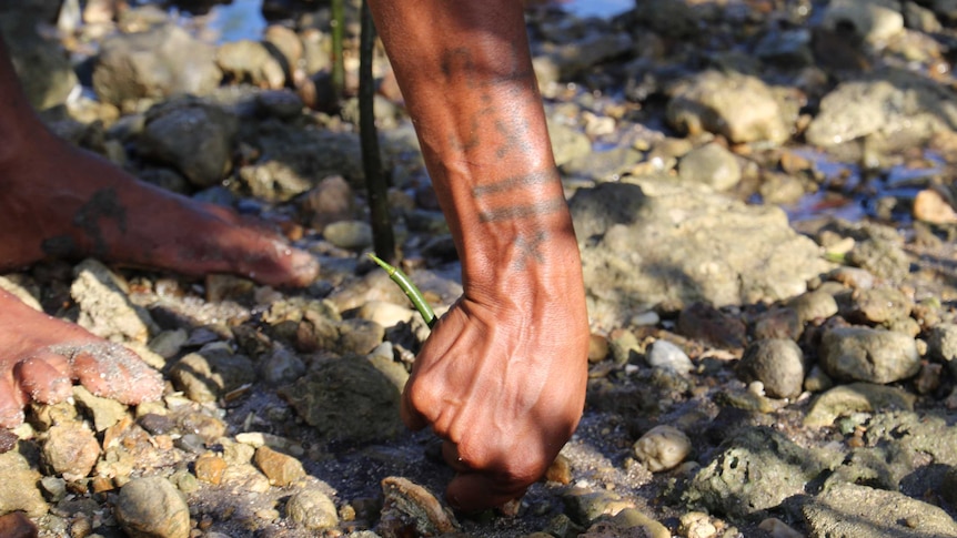 A group of local women have been behind a project to revegetate parts of the PNG coastline with mangroves