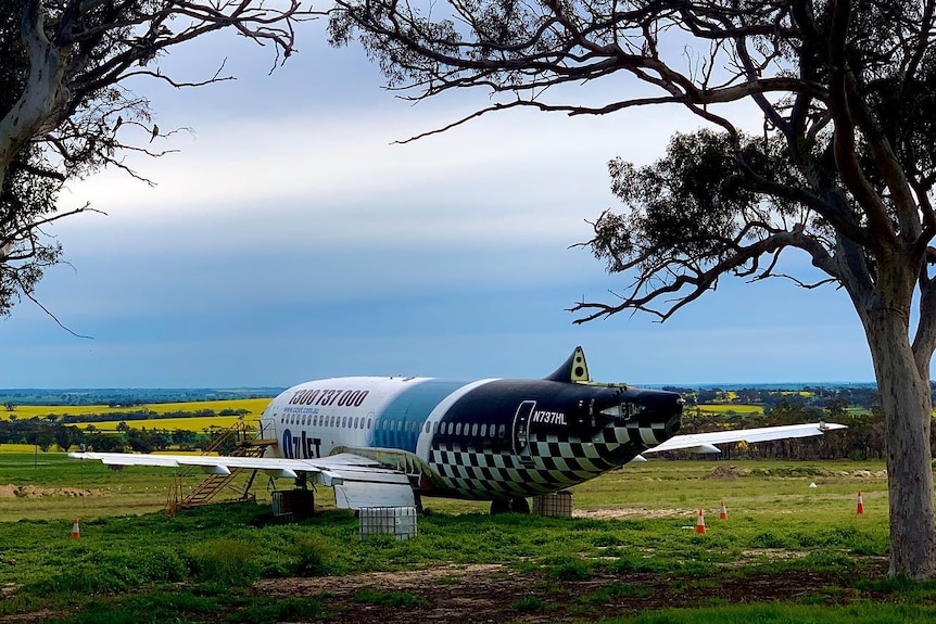 An old plane with a black and white checkered pattern in a green paddock, framed by gum treesoverlooks fields of yellow canola. 