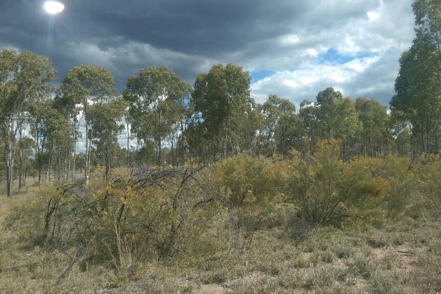 Árboles y matorrales en una granja plana en el oeste de Queensland