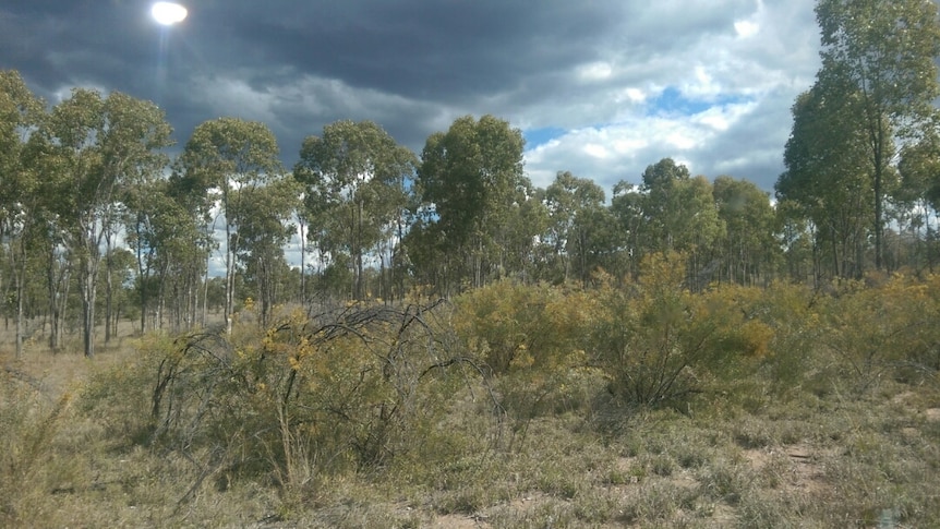 Trees and scrub on flat western Queensland farm