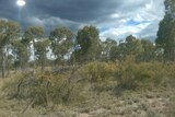 Trees and scrub on flat western Queensland farm