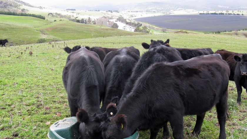 Cattle eat from a bucket the a Tasmanian farm.