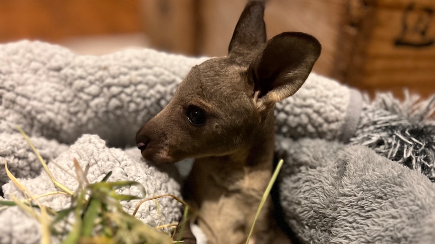 baby kangaroo joey in blanket 