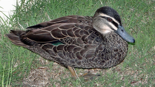 A backyard duck