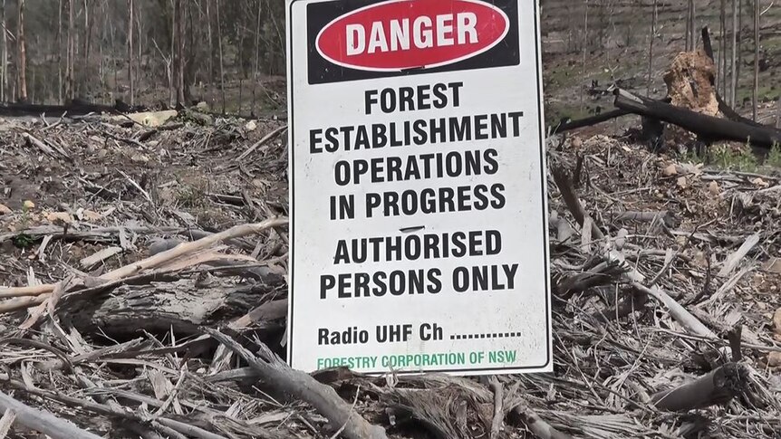 A small sign in a clear-felled area in Lorne in NSW, reading: Danger, Forest establishment operations in progress