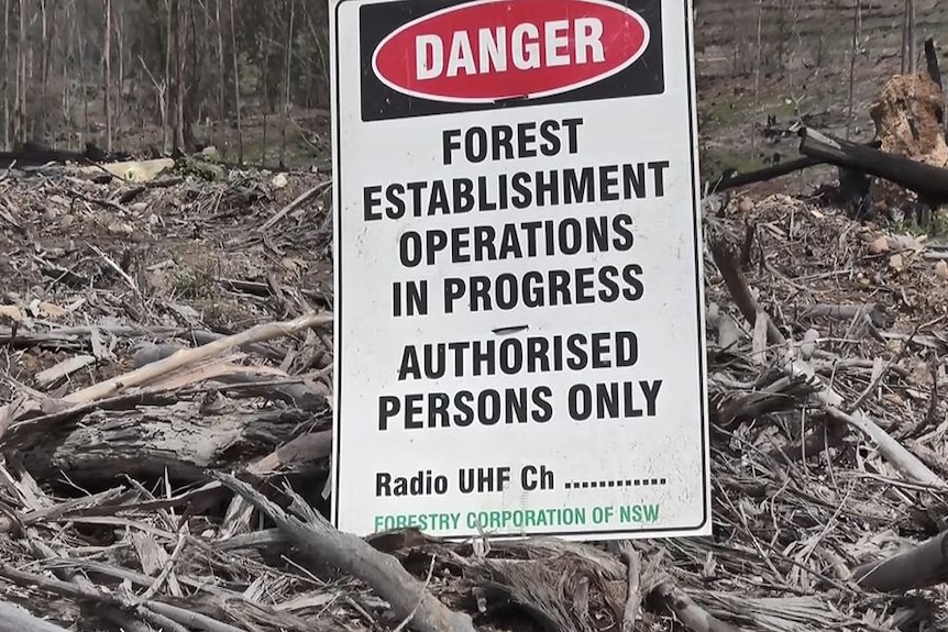 A small sign in a clear-felled area in Lorne in NSW, reading: Danger, Forest establishment operations in progress
