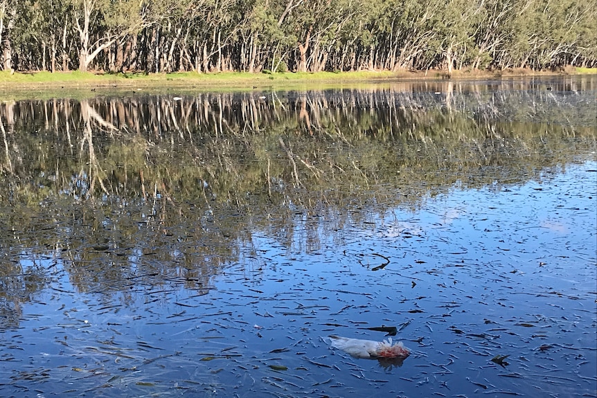 One dead floating corella and several just under the surface of the water
