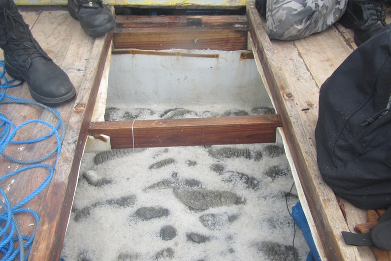 Salted trepang in the hold of an Indonesian boat.