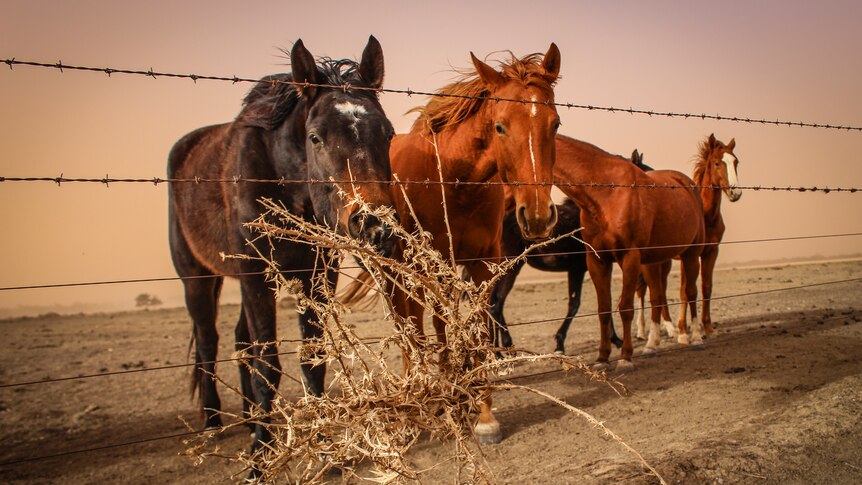 A black and three brown horses stand behind a barbed-wire fence on a desolate dry red paddock. 