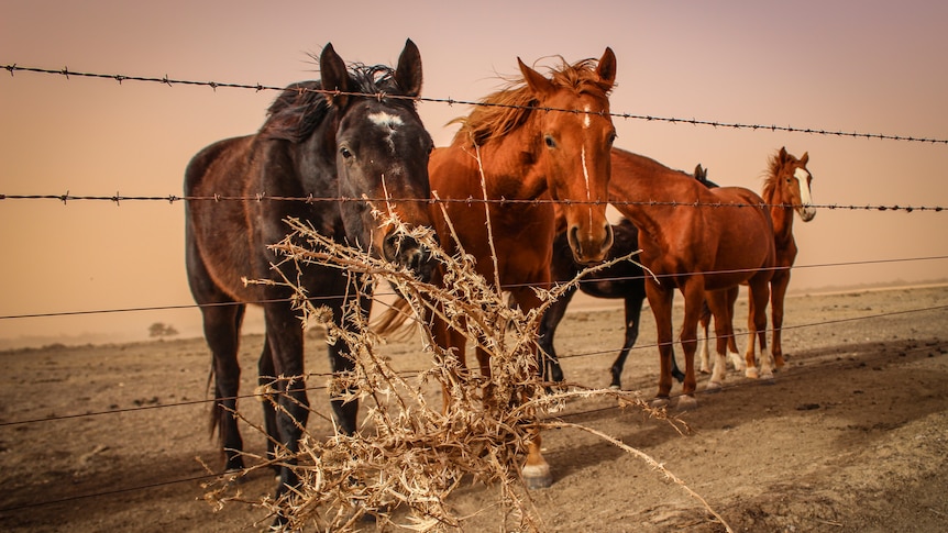 A black and three brown horses stand behind a barbed-wire fence on a desolate dry red paddock. 