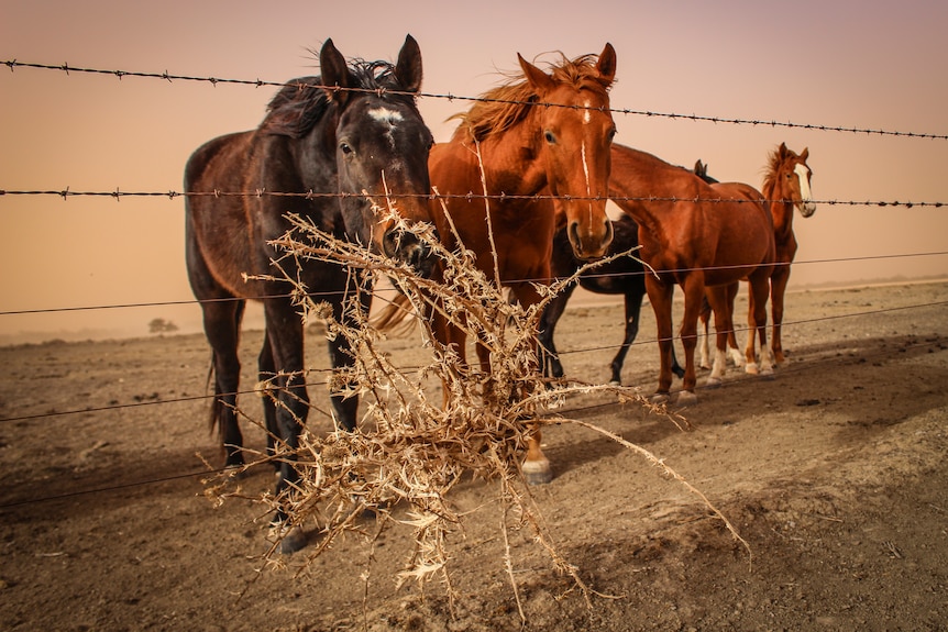 A black and three brown horses stand behind a barbed-wire fence on a desolate dry red paddock. 