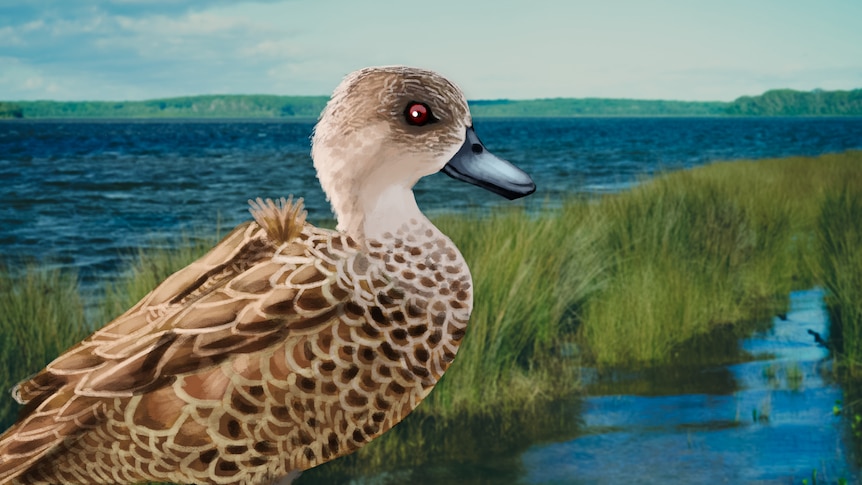 Illustrated duck in a marshy grasslands environment.