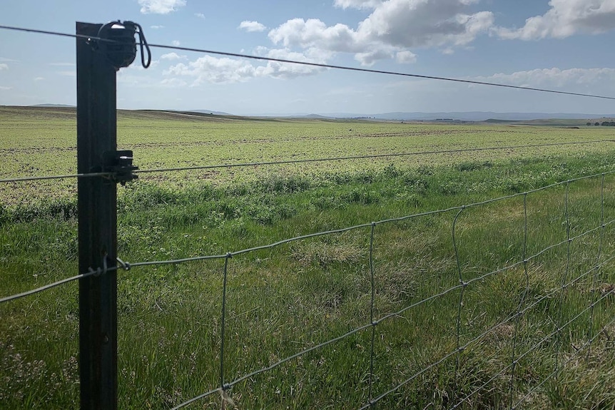 Grassy field with wire fence in foreground.