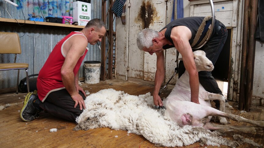 Two men shearing a sheep in a shed. 
