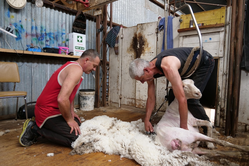 Двама мъже стрижат овца в навес. 