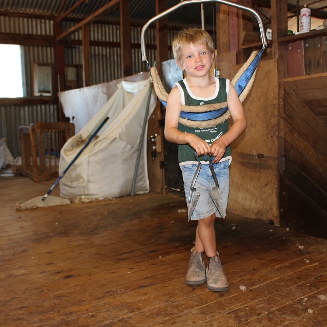 Charlie Dunn, 5, stands with his shears in the shed at Culcairn, NSW