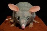 A cake in the shape of a bilby, grey in colour, with pink ears.