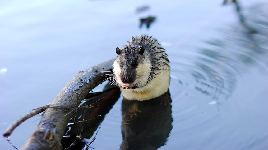 A rakali, also known as a water rat, sits in a pool of water with its paws clasped.