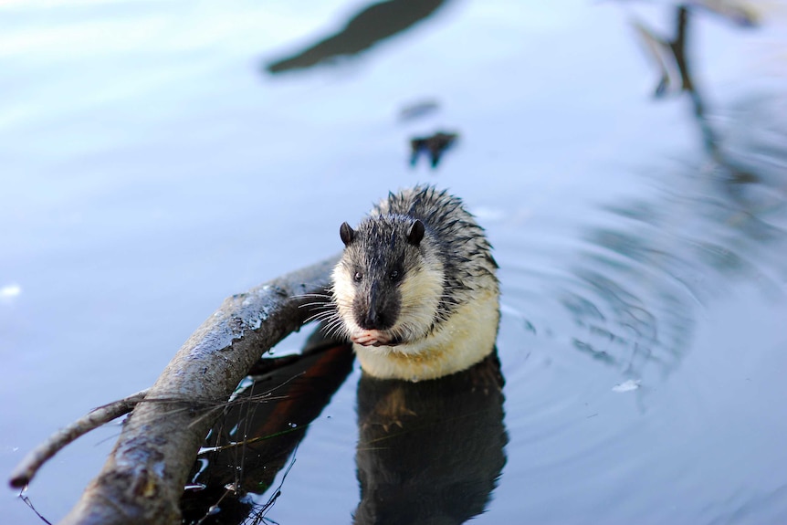 A rakali, also known as a water rat, sits in a pool of water with its paws clasped.