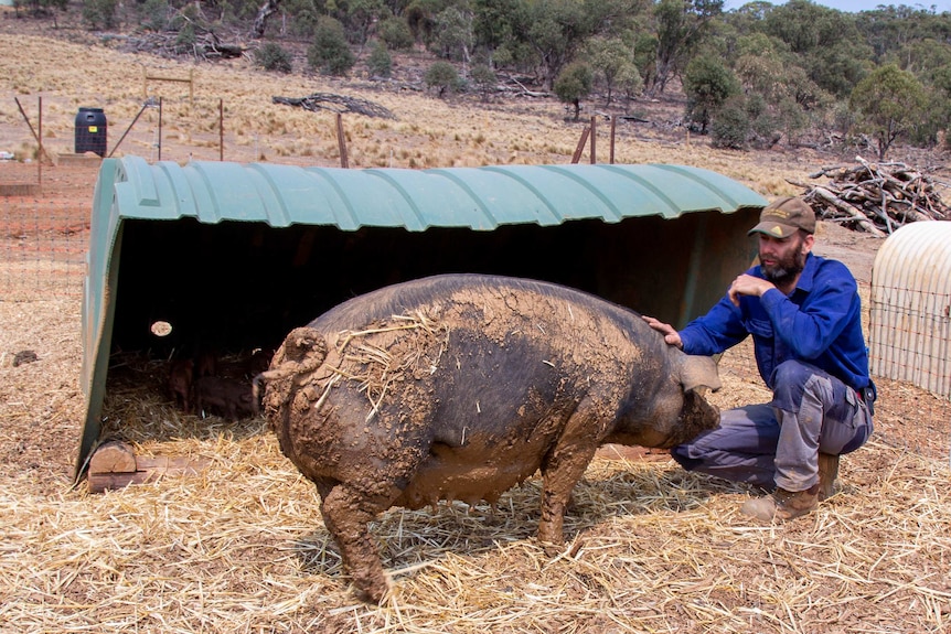 Dan Head with a pig