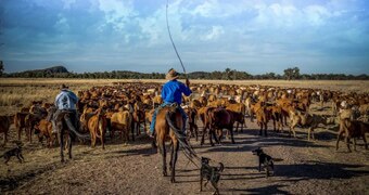 A man riding on a horse cracks a whip as he drives cattle.