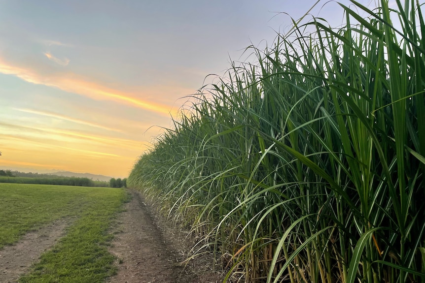 A field of tall sugar cane crop in a field with a sunset in the background.