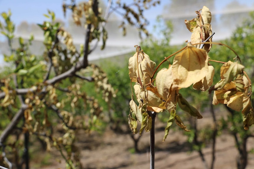 Beverley farmer Greg Tee's dying jujube trees.