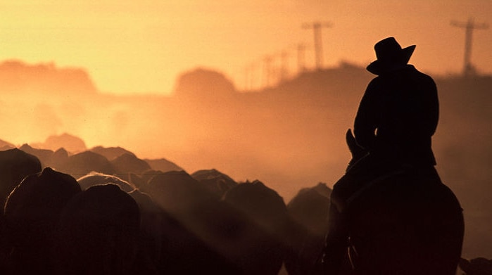 A farmer on horseback herds his cattle.