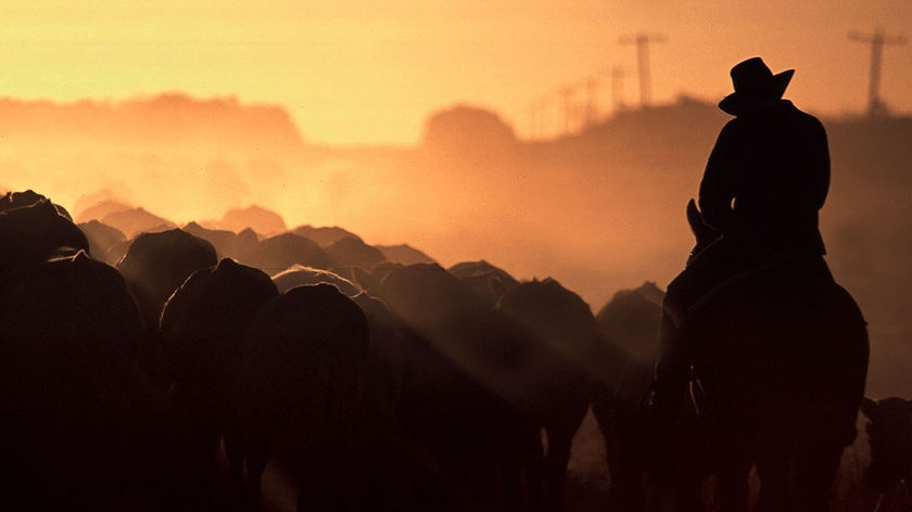A silhouette of a man on horseback mustering cattle.