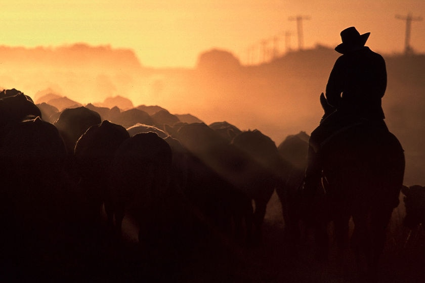 A farmer on a horse, silhouetted by the low sun, herd his cattle.