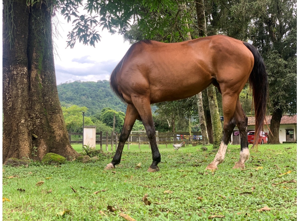 A horse in a paddock that has turned its head around so it looks like it doesn't have a head