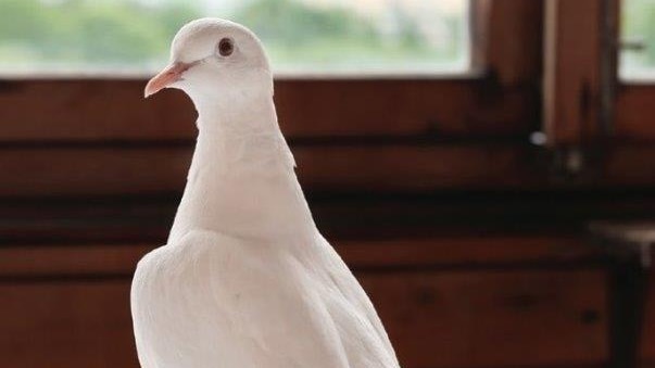 A white dove standing in front of a window