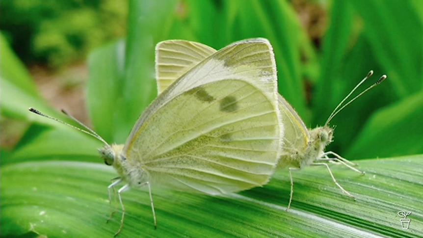 Cabbage White Butterfly sitting on a leaf.