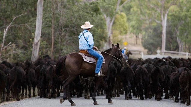 A man on horseback behind a mob of cattle.