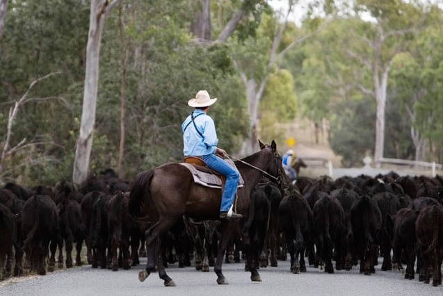 A man on horseback behind a mob of cattle.