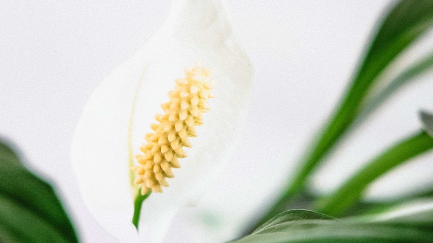 Close-up of peace lily plant and white flower blooming.