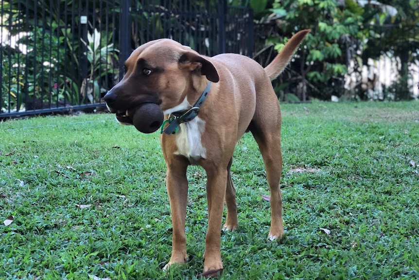 A brown with white on its chest with a chew toy in its mouth to depict stories of how dogs get people through tough times.