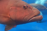 Close up of face of orange red coral trout with big lips and eye looking at the camera