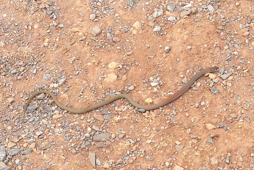 Baby brown snake
